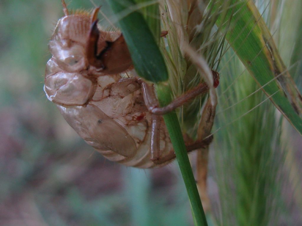 Esuvia di cicala