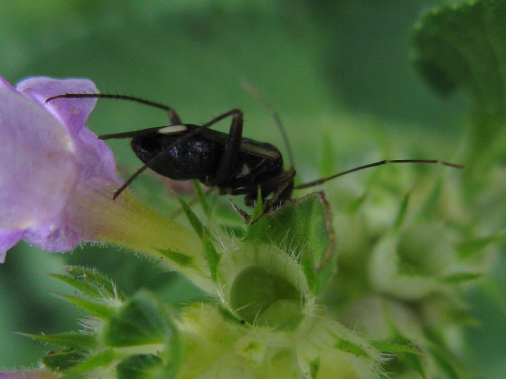 Miridae: Adelphocoris reicheli