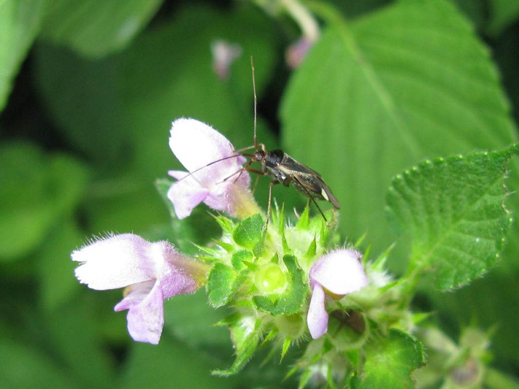 Miridae: Adelphocoris reicheli