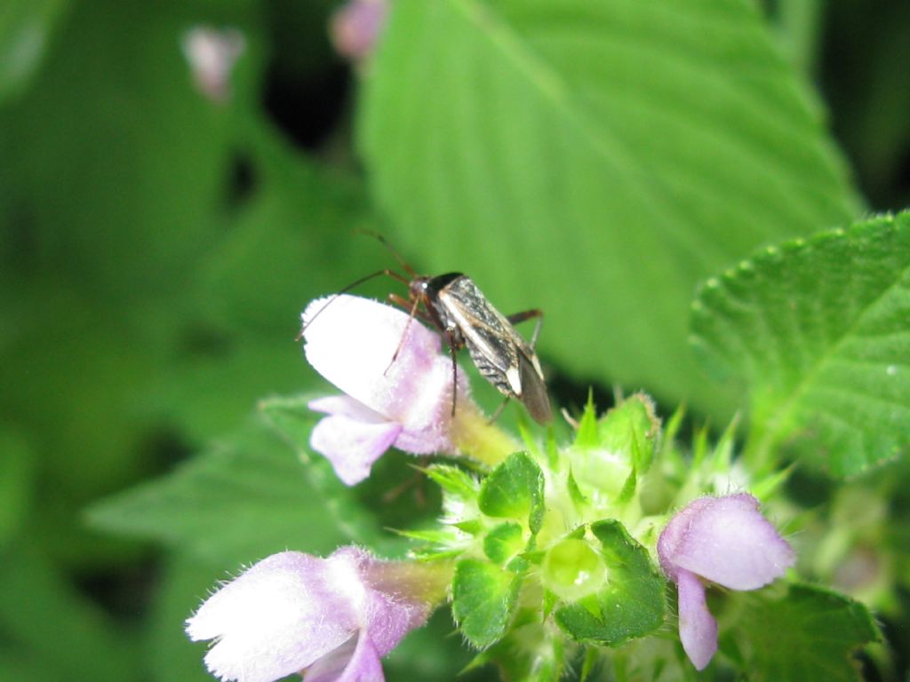 Miridae: Adelphocoris reicheli