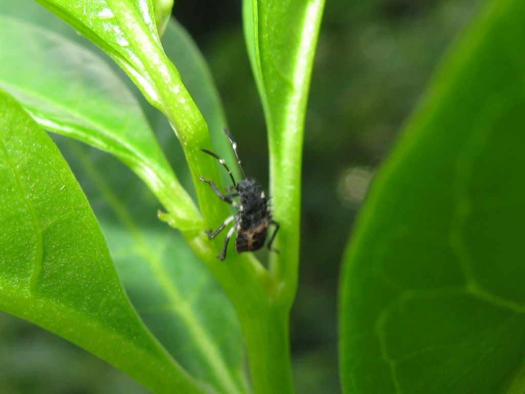 tutti Halyomorpha halys? S�, tutti diversi stadi di neanide/ninfa