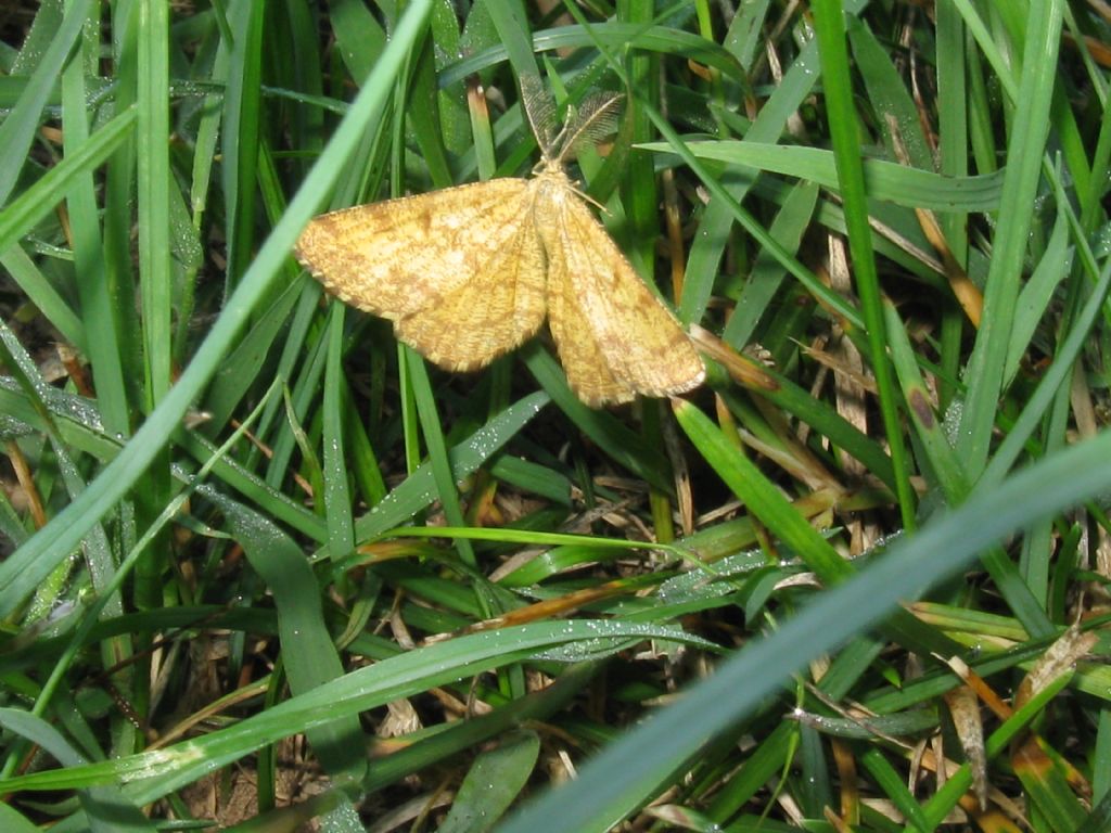 Geometridae? S, Ematurga atomaria