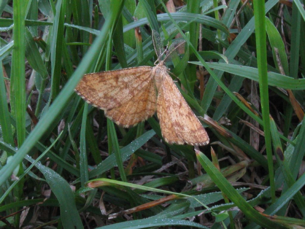 Geometridae? S, Ematurga atomaria