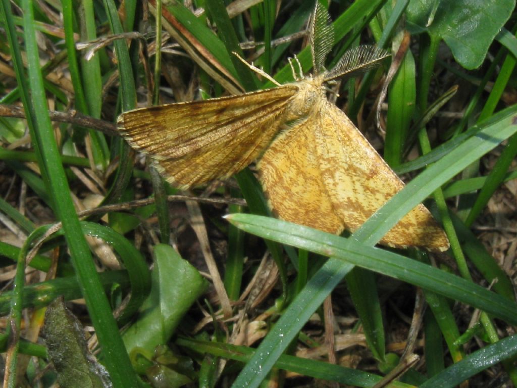 Geometridae? S, Ematurga atomaria