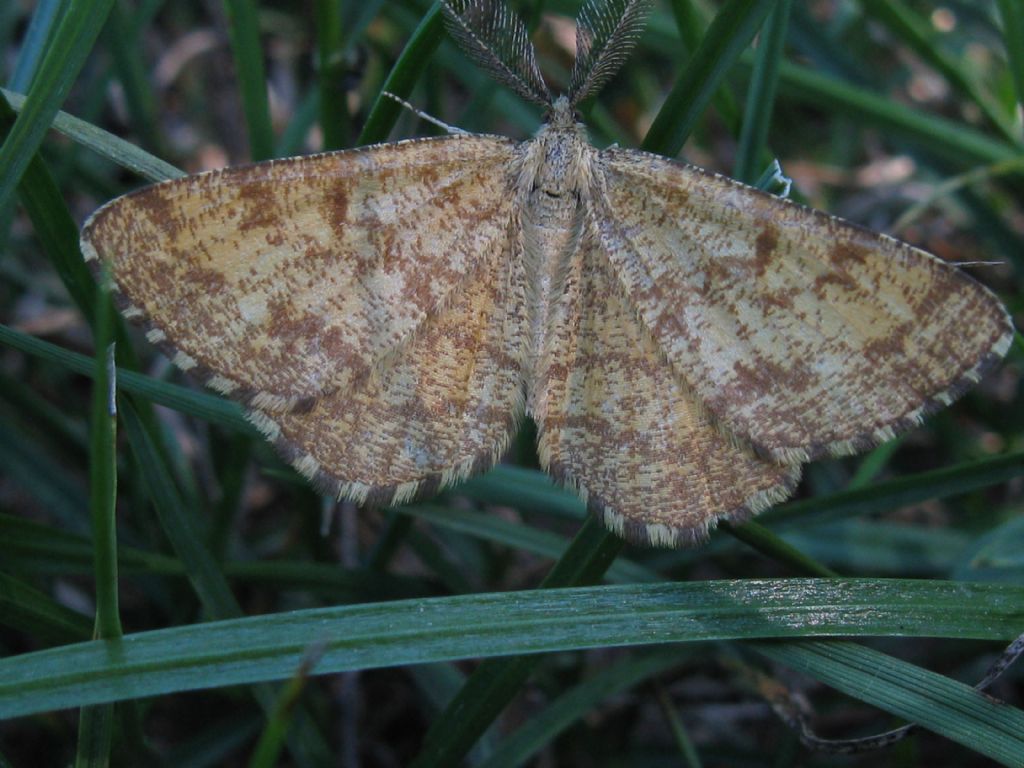 Geometridae? S, Ematurga atomaria