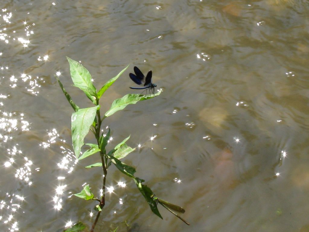Calopteryx splendens?