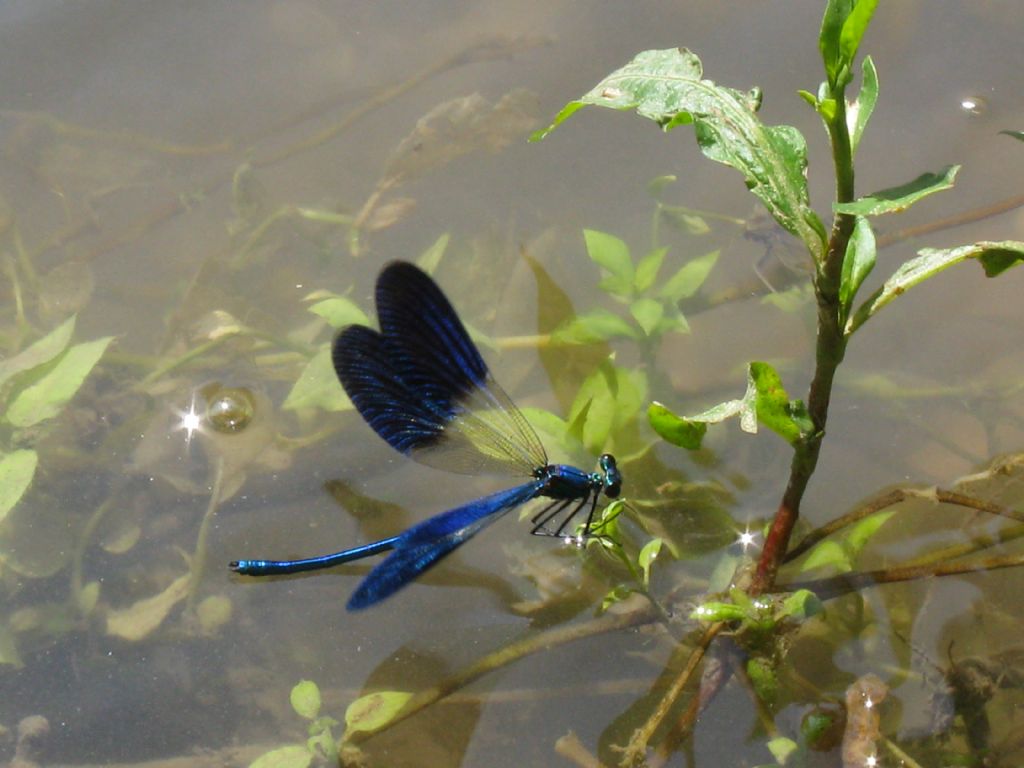 Calopteryx splendens?