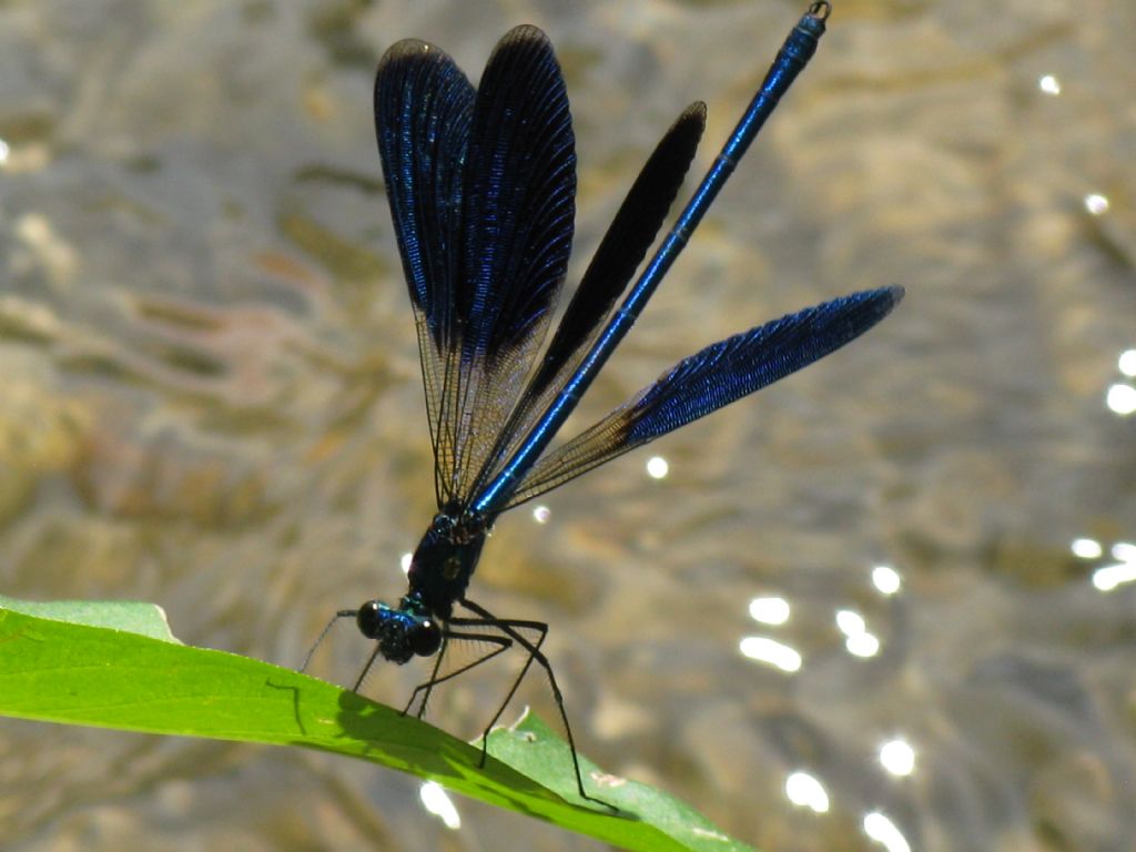 Accoppiamento Calopterix splendens