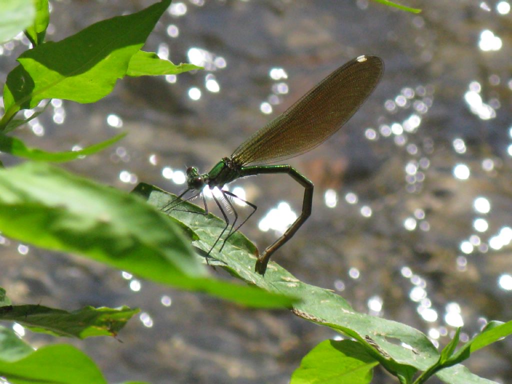 Accoppiamento Calopterix splendens