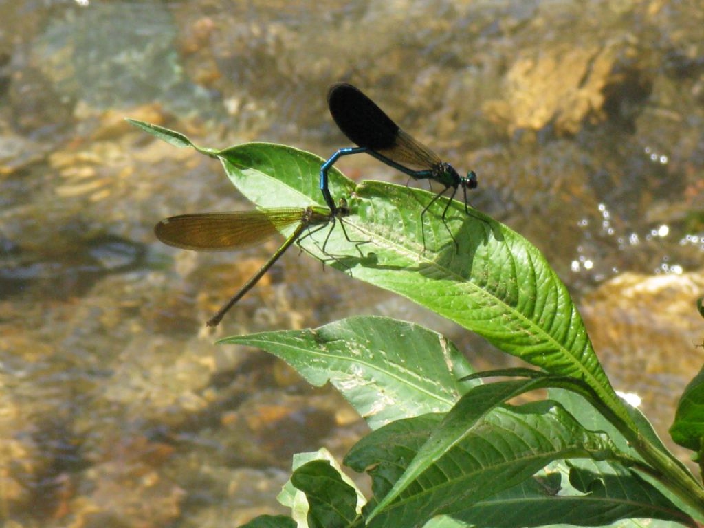 Accoppiamento Calopterix splendens