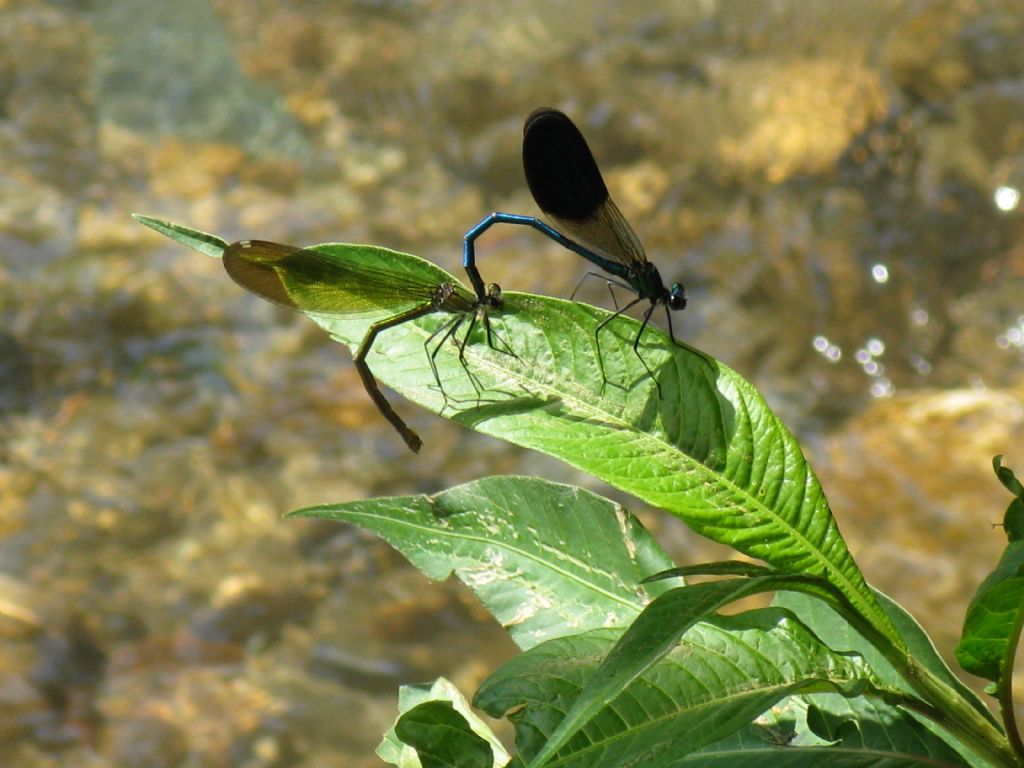 Accoppiamento Calopterix splendens