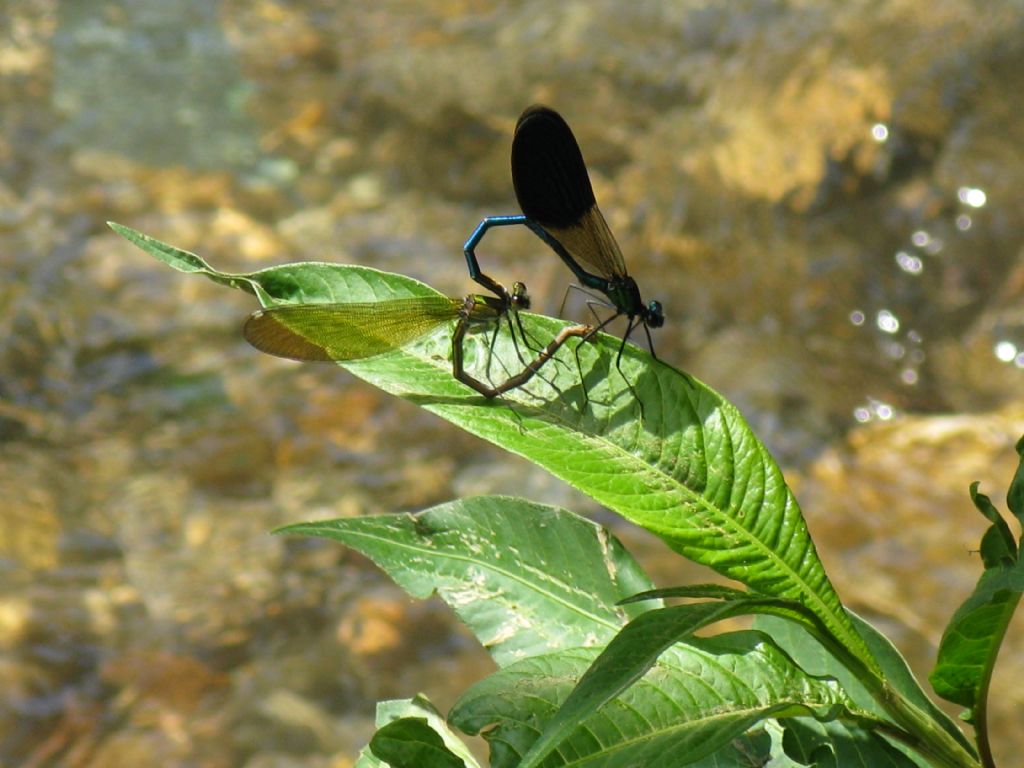 Accoppiamento Calopterix splendens