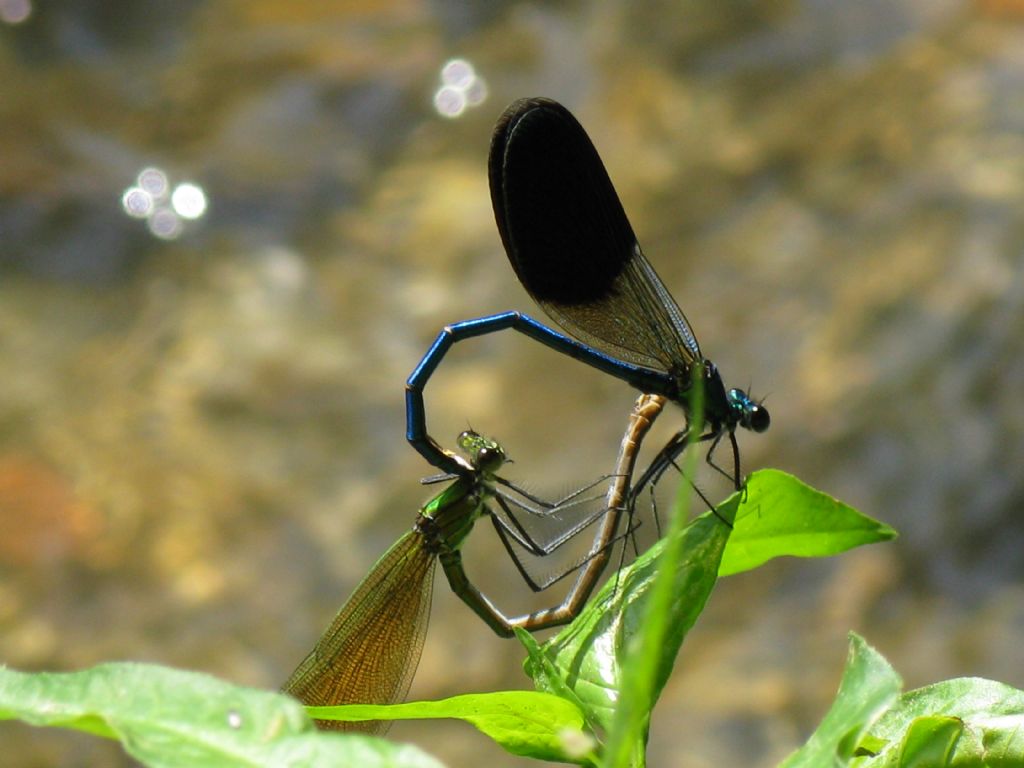 Accoppiamento Calopterix splendens