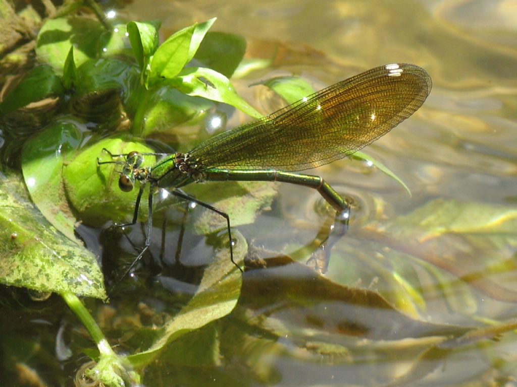 Accoppiamento Calopterix splendens