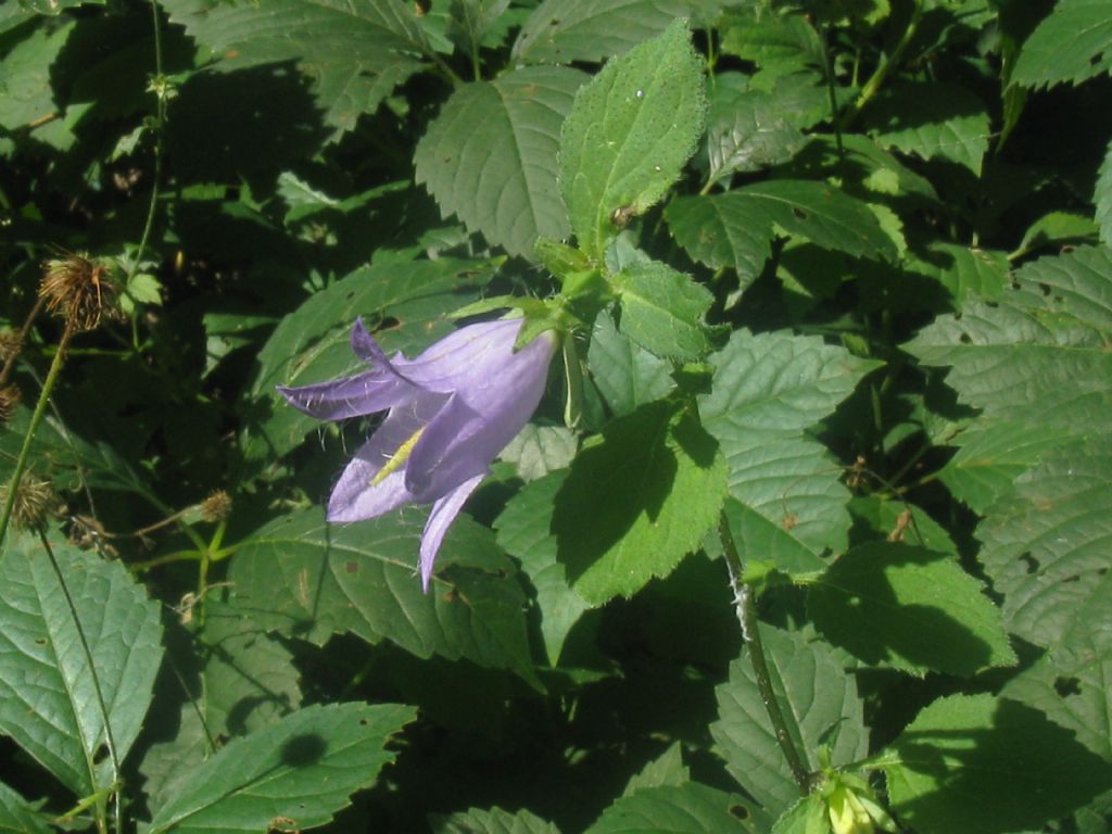 Campanula trachelium