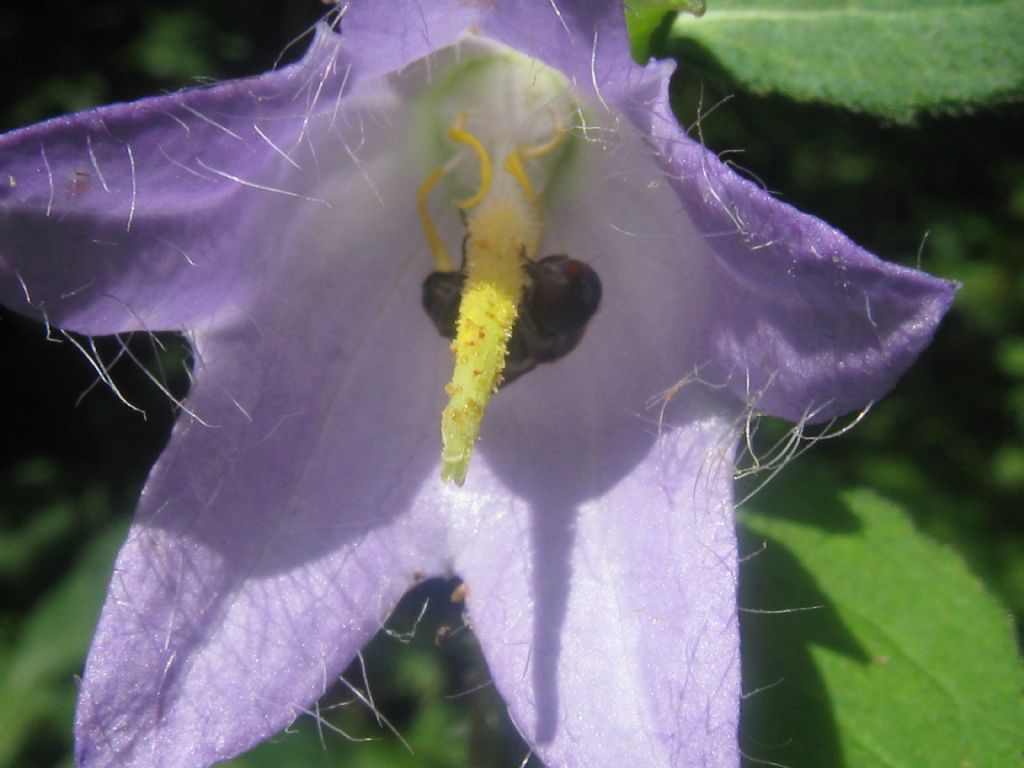 Campanula trachelium