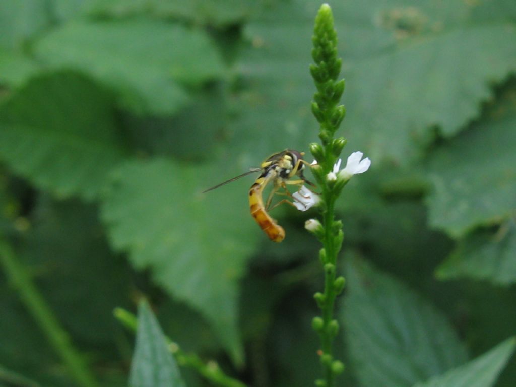 Diptera-Syrphidae? Si, Sphaerophoria scripta maschio