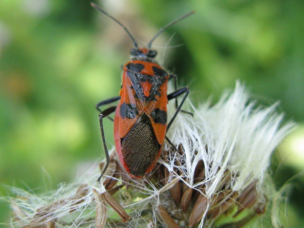 Rhopalidae: Corizus nigridorsum?   No, Corizus hyoscyami hyoscyami