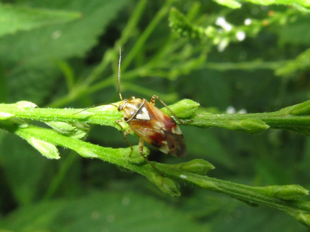Miridae: Lygus sp.