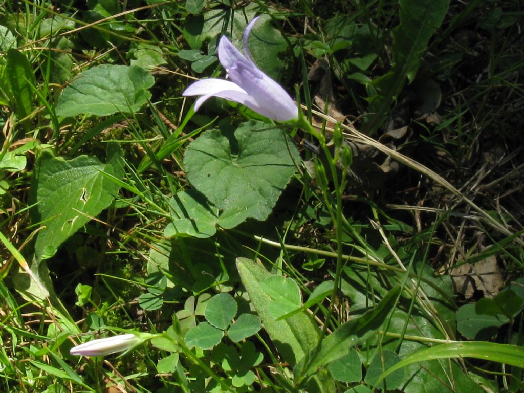 zona Golf nel Parco di Monza - Campanula rapunculus