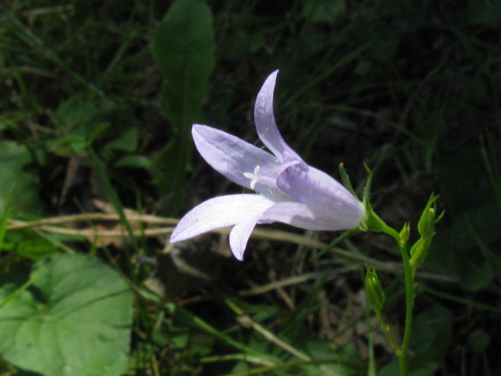 zona Golf nel Parco di Monza - Campanula rapunculus