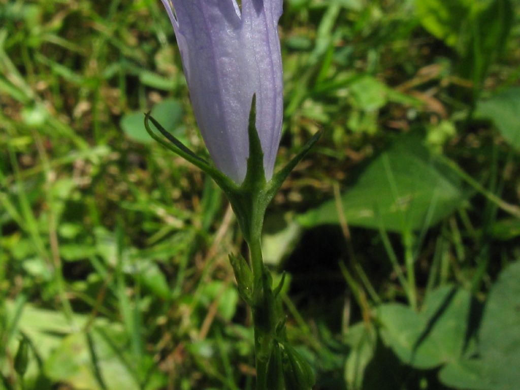 zona Golf nel Parco di Monza - Campanula rapunculus