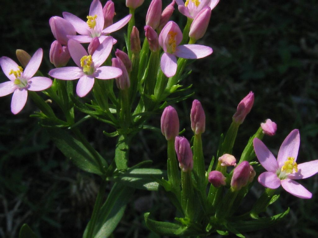 Centaurium erythraea