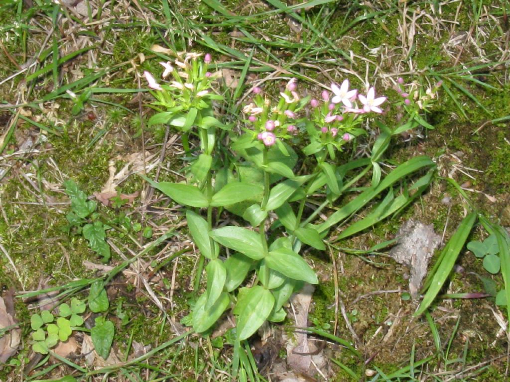 Centaurium erythraea