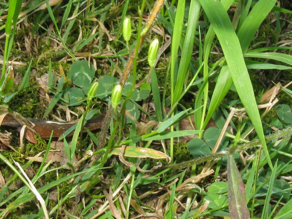 zona Golf nel Parco di Monza - Campanula rapunculus