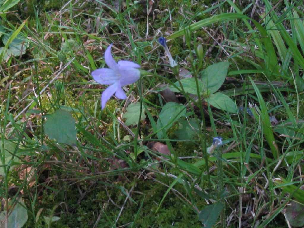 zona Golf nel Parco di Monza - Campanula rapunculus