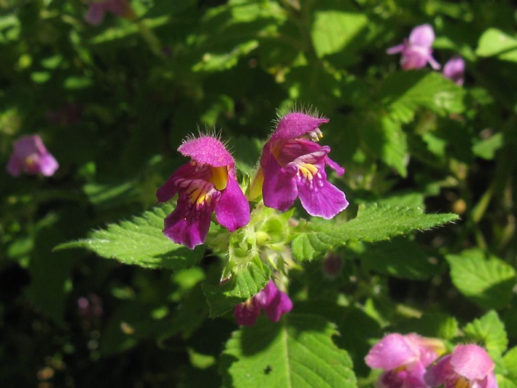 Galeopsis bifida / Canapetta bifida