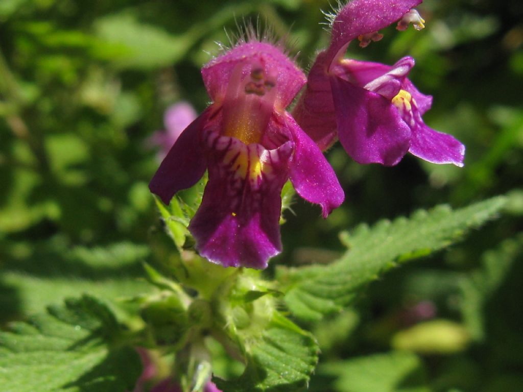 Galeopsis bifida / Canapetta bifida