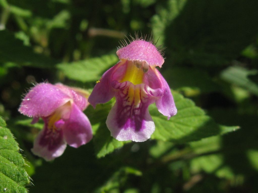 Galeopsis bifida / Canapetta bifida