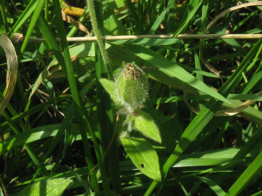 Silene dioica?