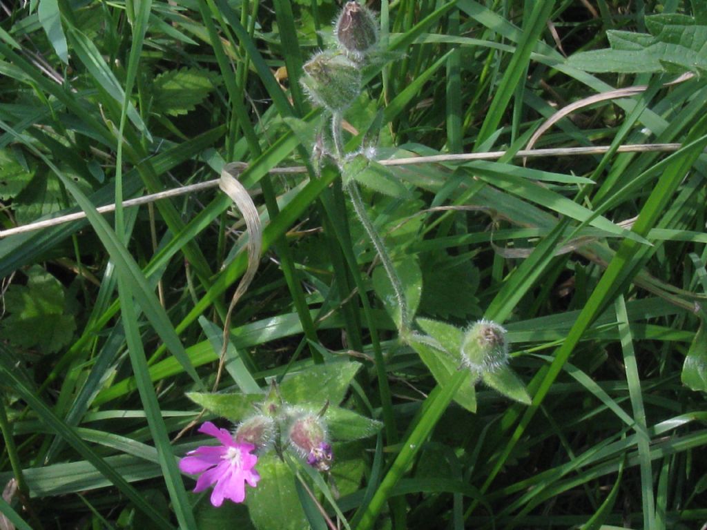 Silene dioica?