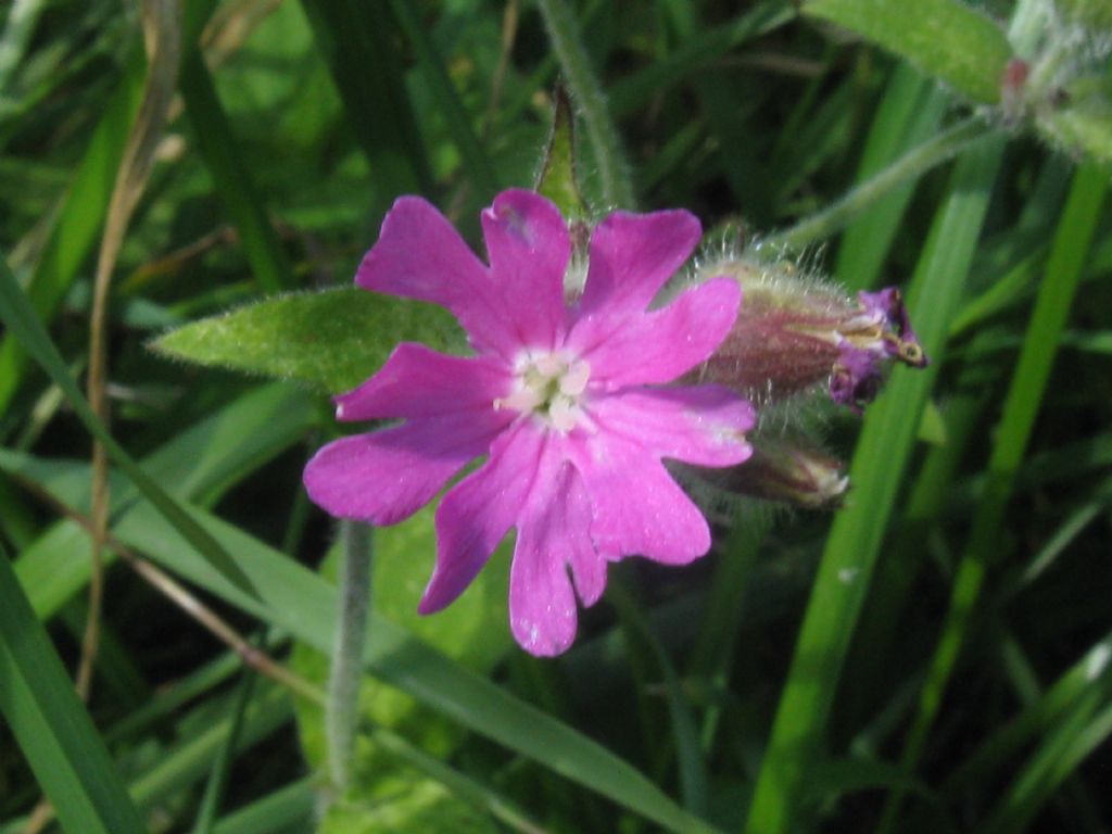 Silene dioica?