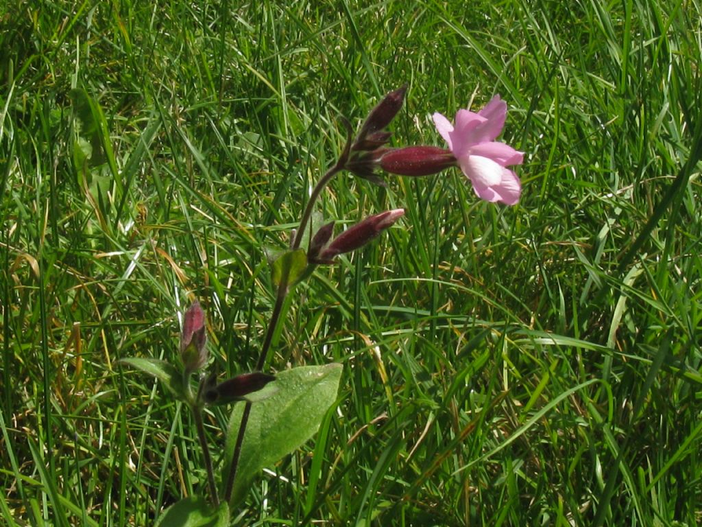 Silene,s,ma quale specie?  Silene dioica