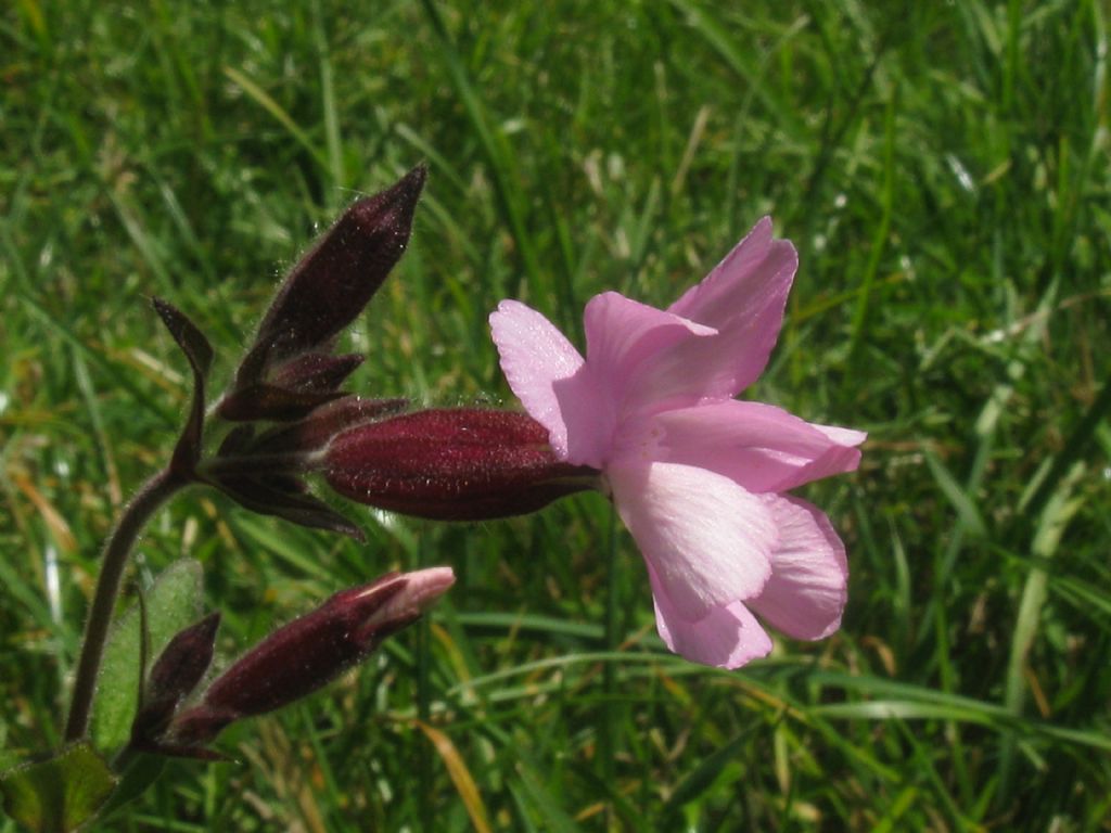 Silene,s,ma quale specie?  Silene dioica