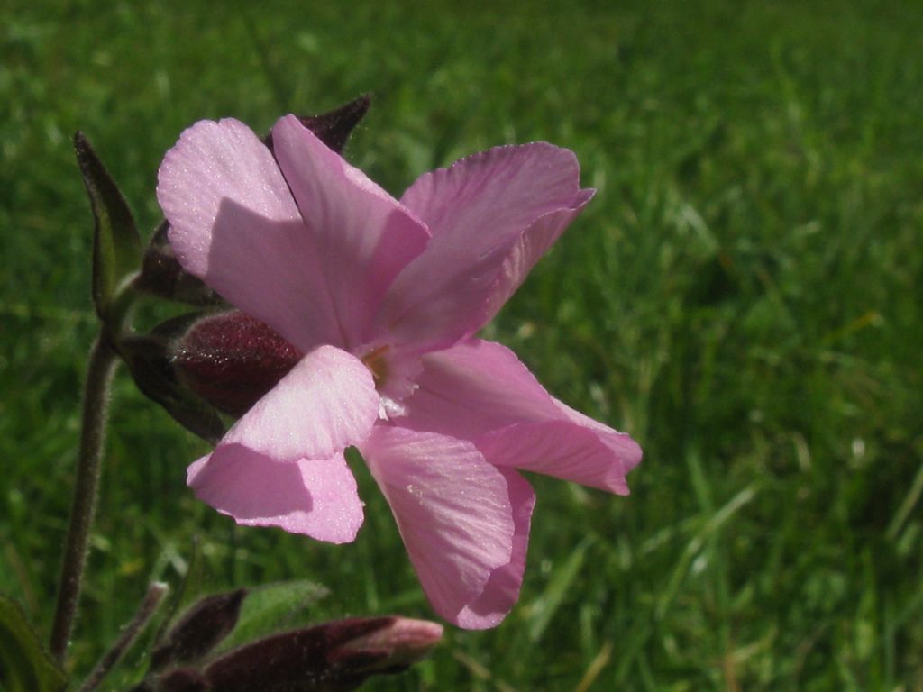 Silene,s,ma quale specie?  Silene dioica