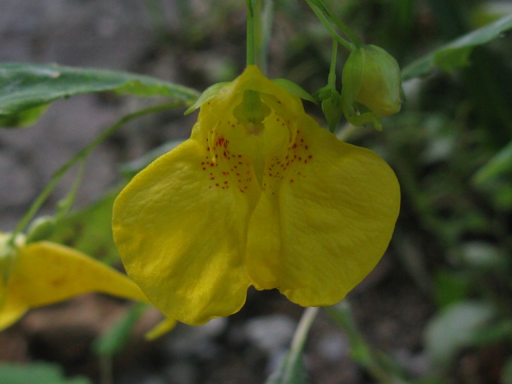 Impatiens noli-tangere