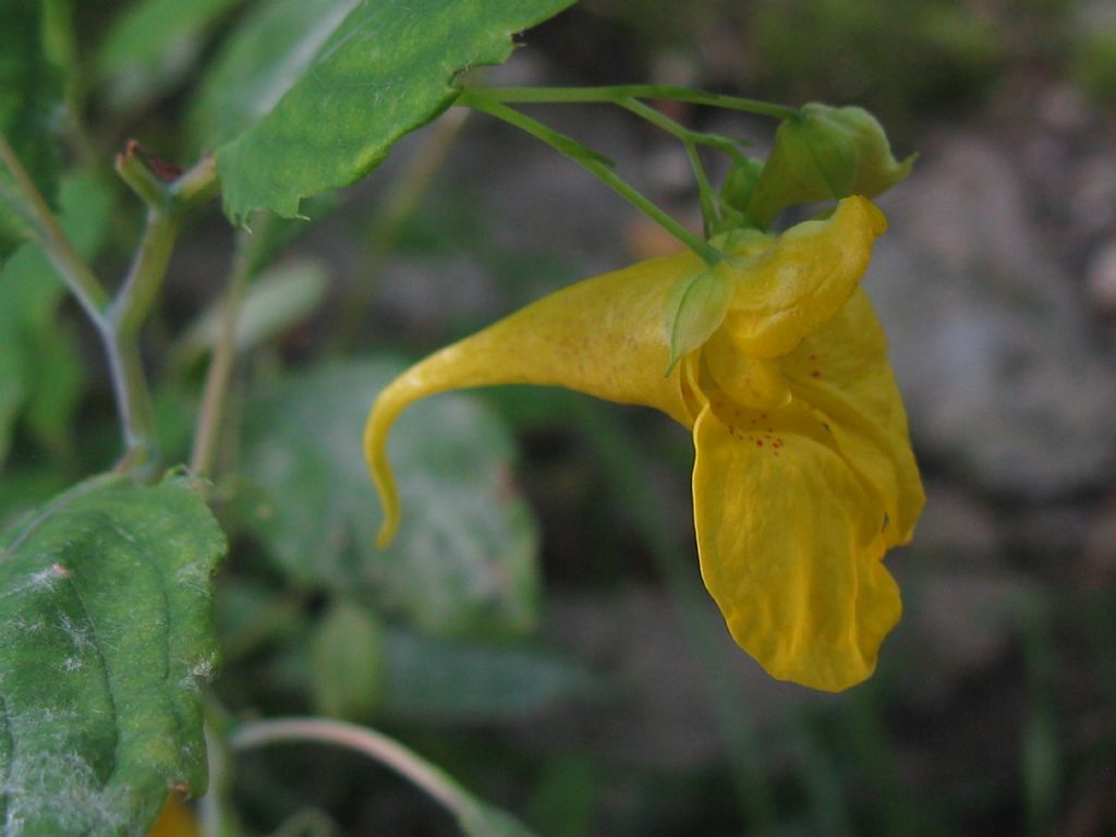 Impatiens noli-tangere