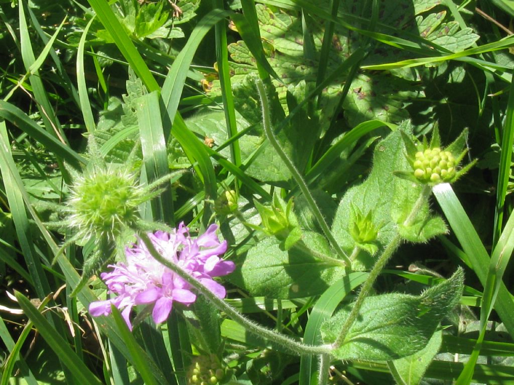 Knautia dipsacifolia?... Knautia cfr. dipsacifolia