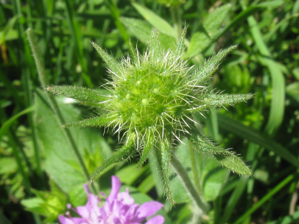 Knautia dipsacifolia?... Knautia cfr. dipsacifolia