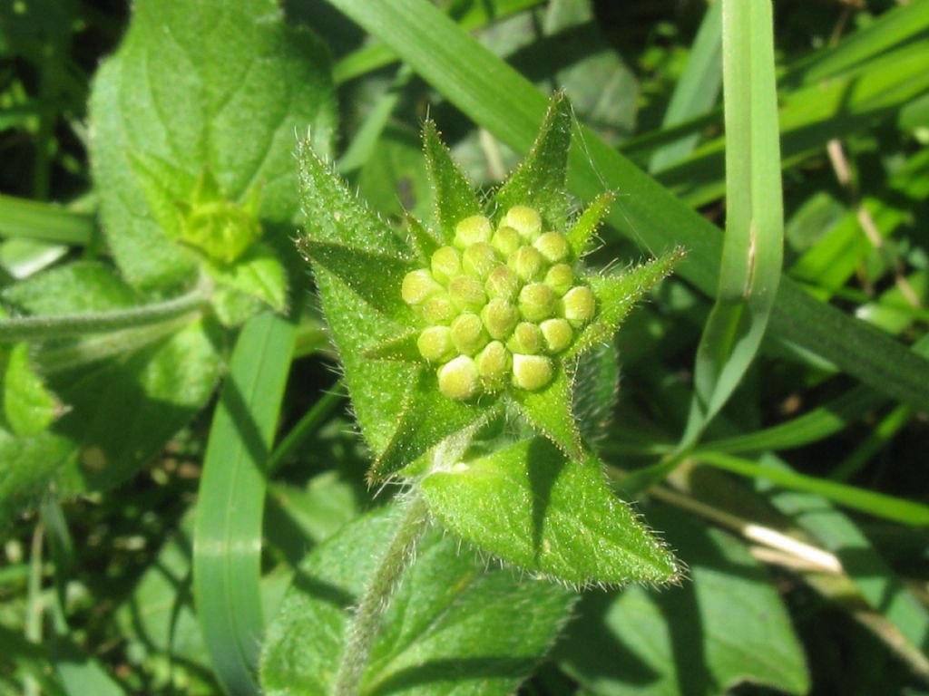 Knautia dipsacifolia?... Knautia cfr. dipsacifolia