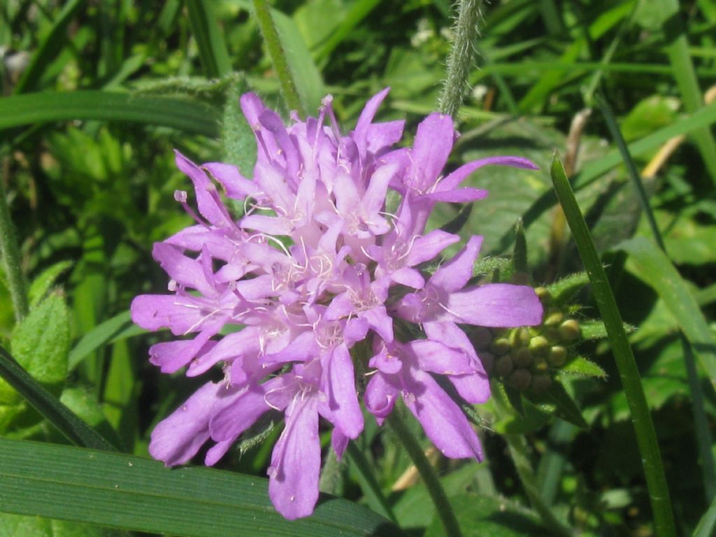 Knautia dipsacifolia?... Knautia cfr. dipsacifolia