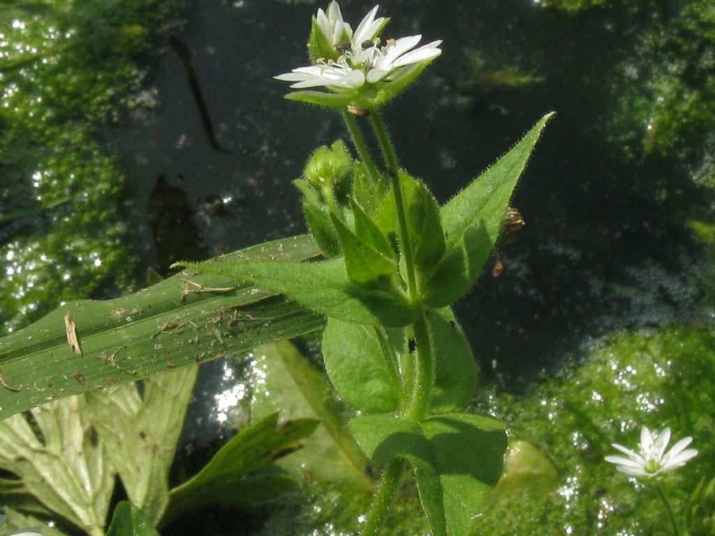 Stellaria aquatica