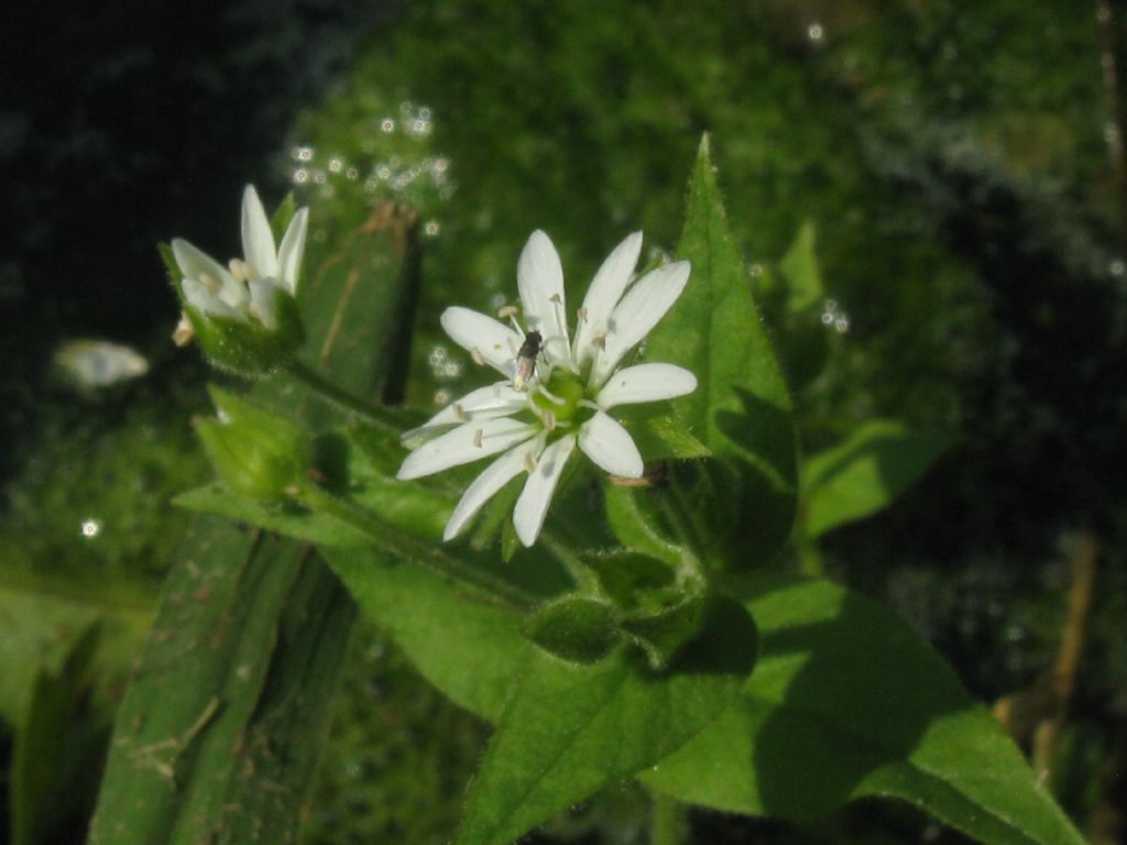 Stellaria aquatica