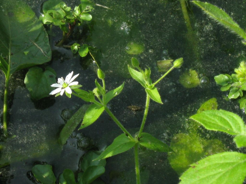 Stellaria aquatica