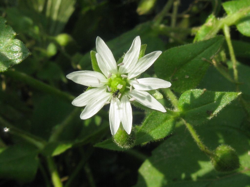 Stellaria aquatica