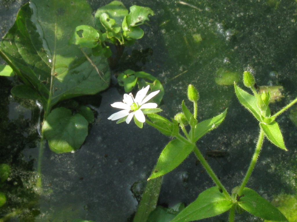 Stellaria aquatica